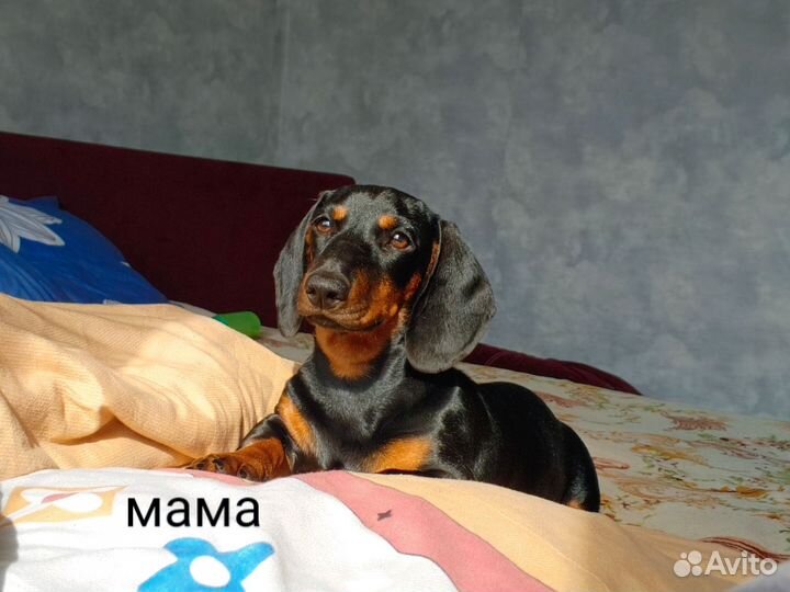 Щенки миниатюрной таксы