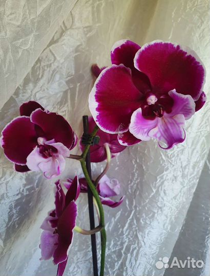 Сортовая орхидея Frontera