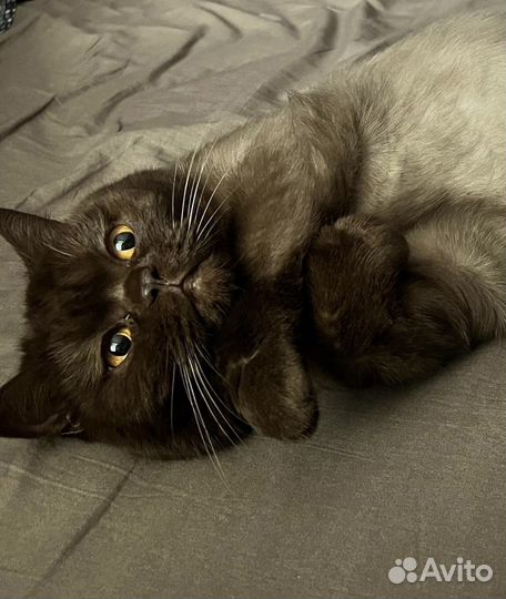 Кошка шотландская