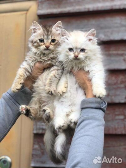 Сибирские котята