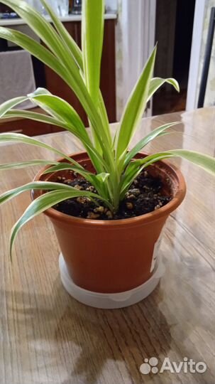 Хлорофитум