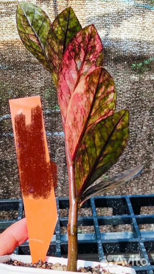 Замиокулькас вариегатный блек Пинк Оранж