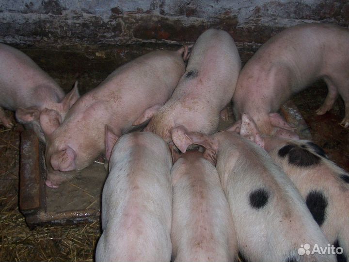 Поросята