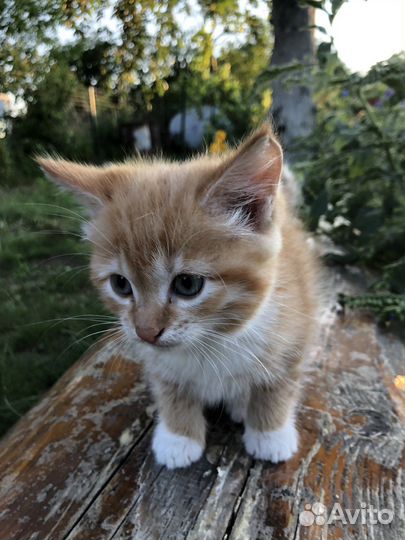 Бездомные котята