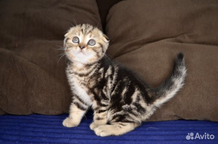 Шотландские вислоухие котята