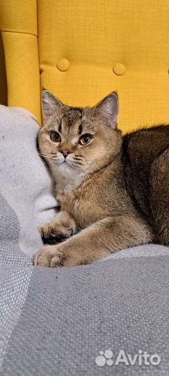 Шотладский кот вязка