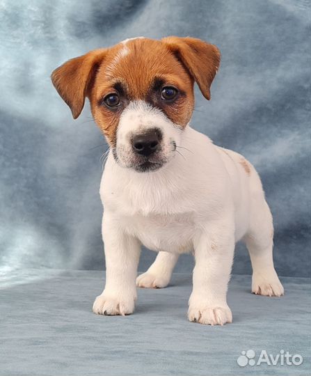 Джек Рассел элитные щенки и подростки