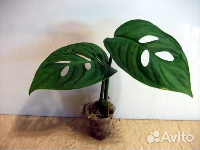 Филодендроны,монстеры, сингониумы