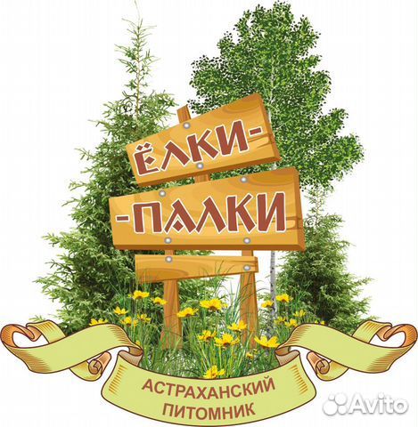 Туя смарагд