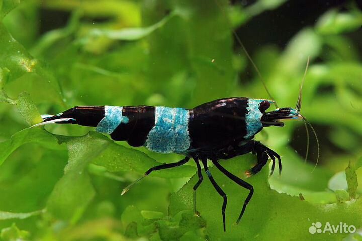 Креветки Taiwan Bee: 