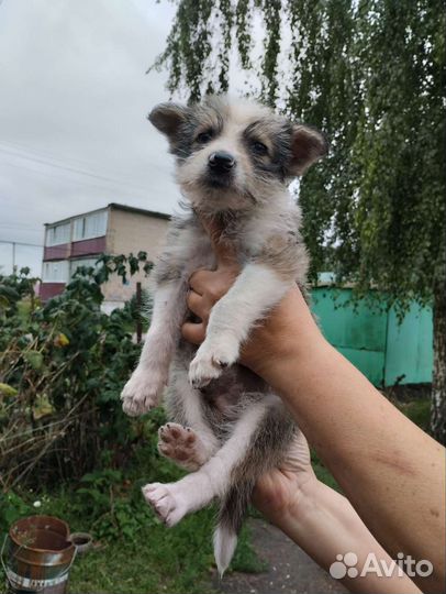 Щенок мальчик в добрые руки