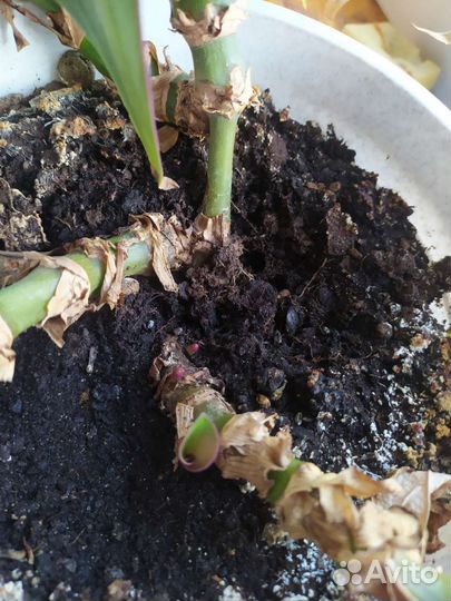 Традесканция рео