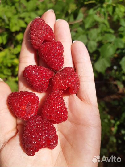 Саженцы бесшипой малины Осеннее сокровище