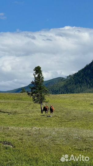 Тур на 5 дней. «Кругосветка» по Алтаю