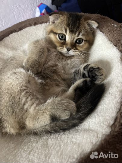 Шотландские вислоухие котята шиншилла