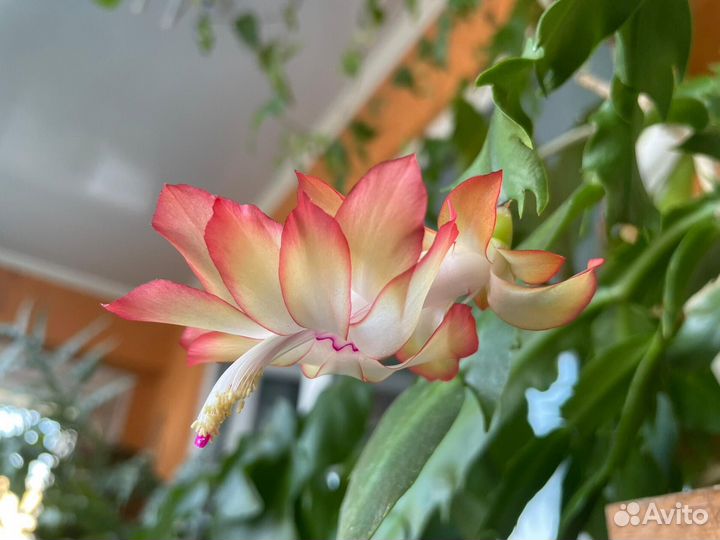 Шлюмбергеры