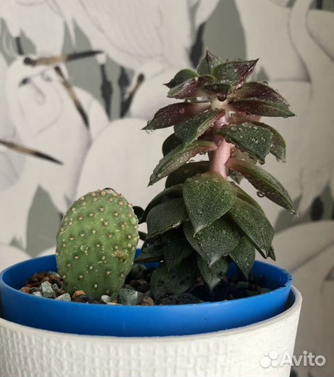 Набор из четырёх суккулентов