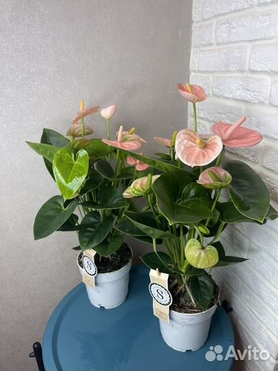 Антуриум мужское счастье комнатные цветы