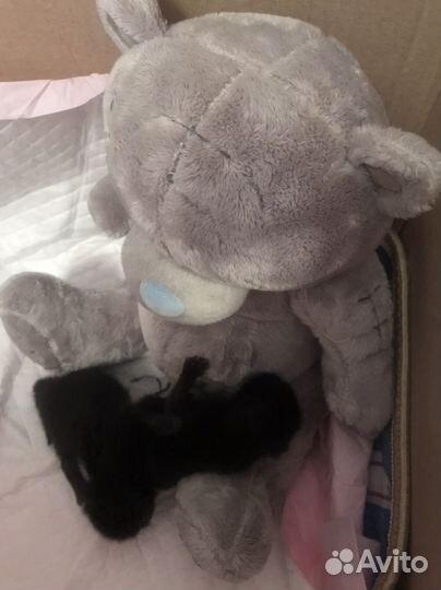 Котята в добрые руки бесплатно