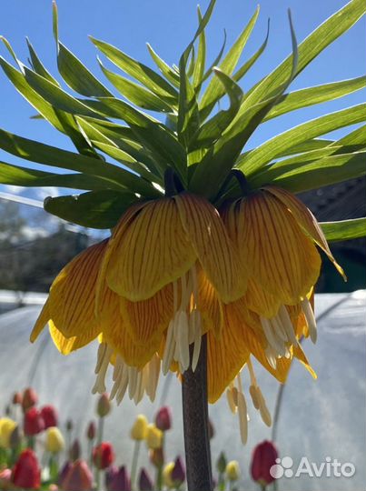 Рябчик императорский