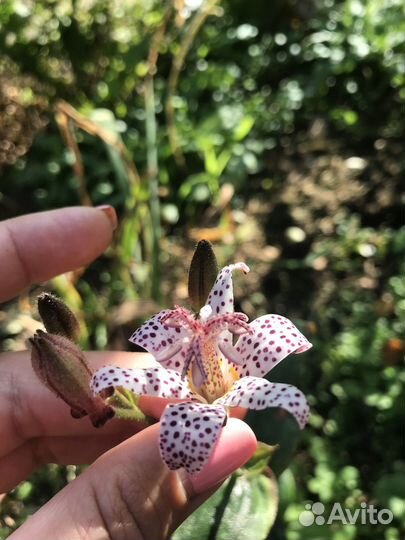 Трициртис хирта