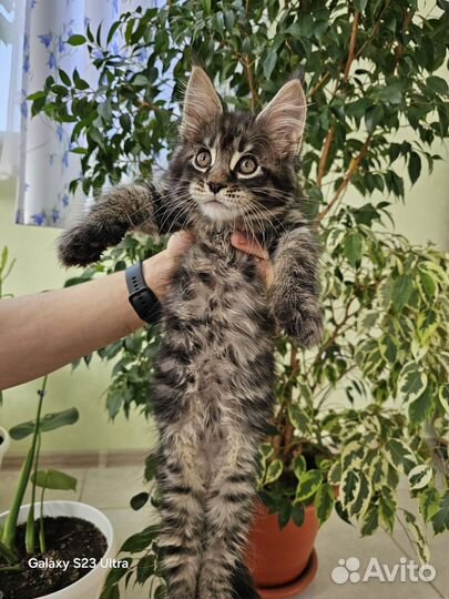 Мейн-кун из питомника