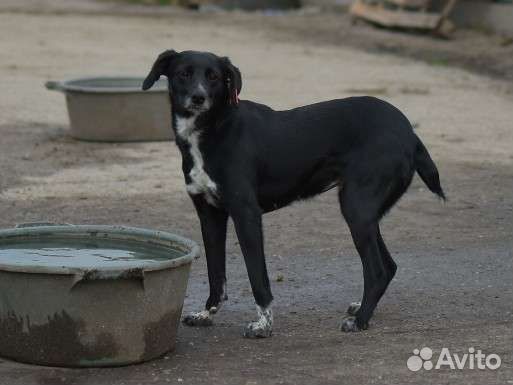 Собака в добрые руки отдам бесплатно