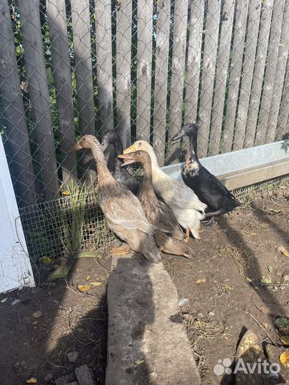 Утки индийский бегунок