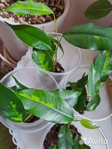 Фикус бенджамина Денилайт