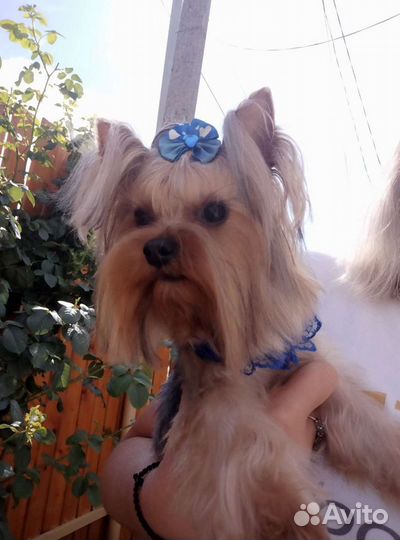 Кобели мини, вязка