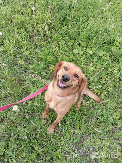 Собака в добрые руки