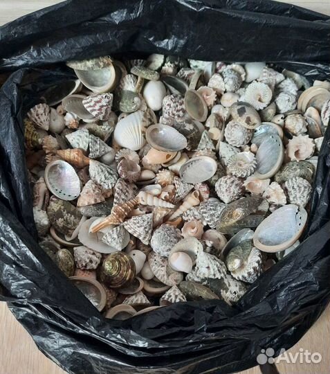 Морские ракушки раковины маленькие мешком 3,4 кг