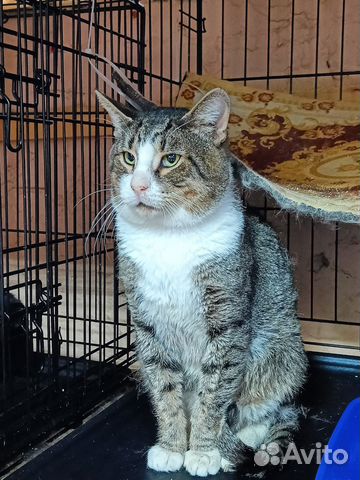 Кошки в добрые руки