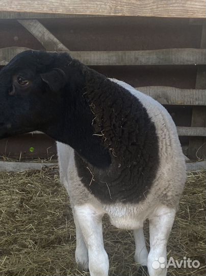 Боран дорпер