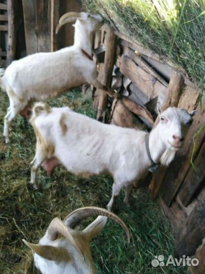 Продаются козы