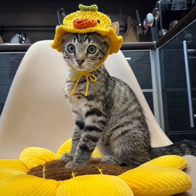 Котёнок в добрые руки