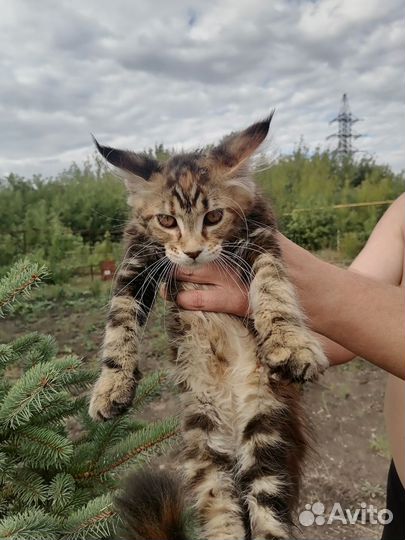 Котята мейн-кун