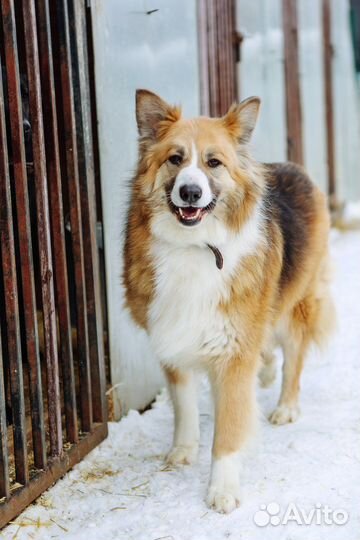 Собака Фрося бесплатно