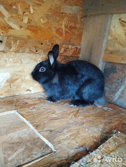 Декоративные кролики