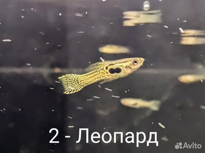 Гуппи эндлера