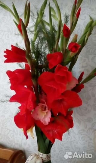 Домашние цветы