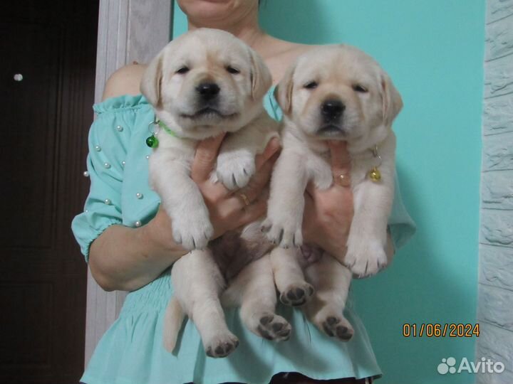 Щенки лабрадора