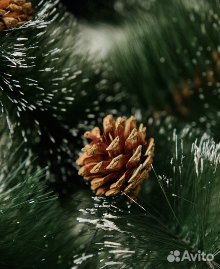 Сосна с шишками