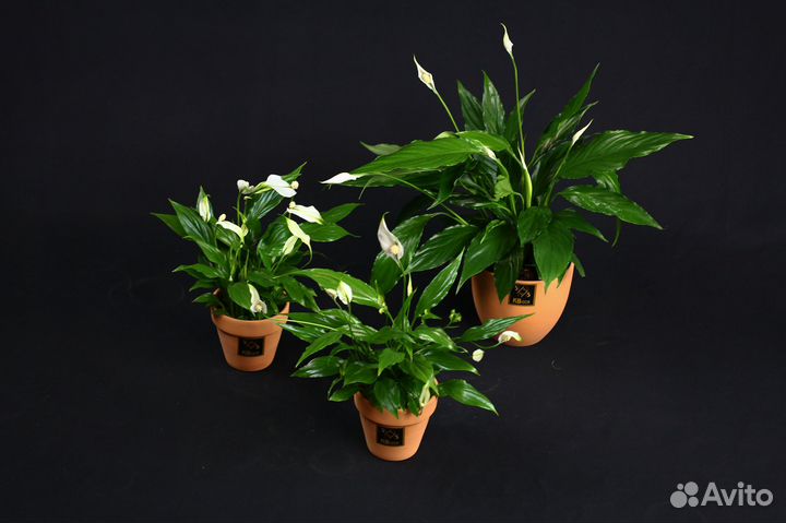 Комнатные цветы