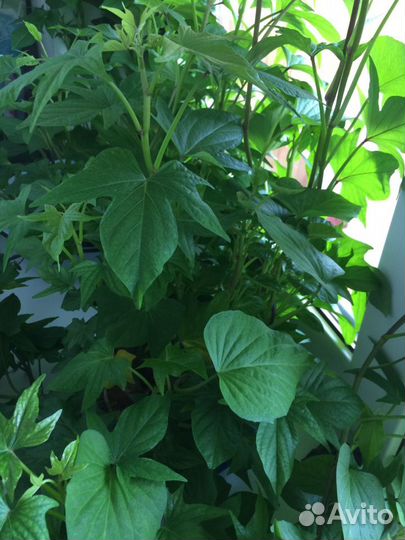 Батат рассада