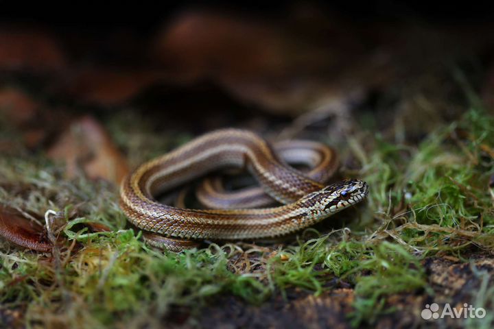Узорчатые полозы. Змеи для новичков