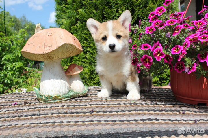 Щенки корги пемброк