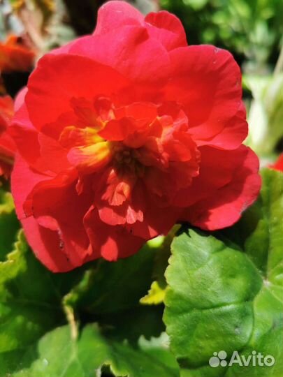 Бегония клубневая