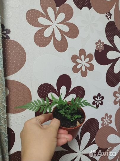 Папоротник