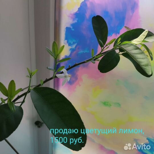 Лимонное дерево с цветами